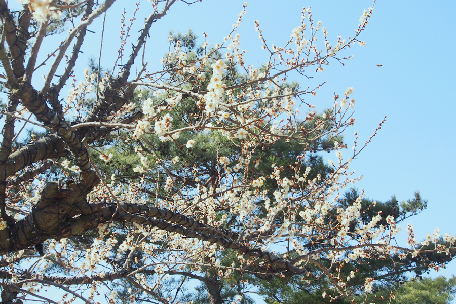 리조트 스파밸리
네이처파크와 봄꽃