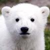 하얀북극곰님의 프로필 사진