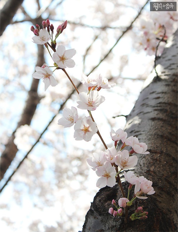 봄의 시작 - 벚꽃