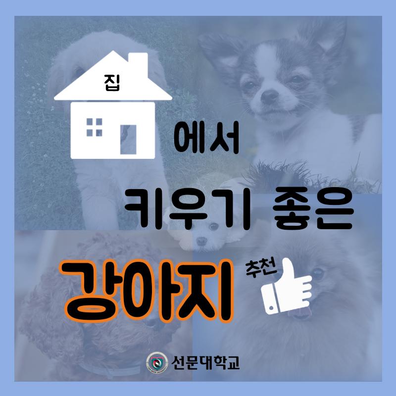 선문대학교] 집에서 키우기 좋은 강아지 추천 : 네이버 포스트