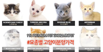 # 고양이분양가격 / 종류별로 알아보기 ! : 네이버 포스트