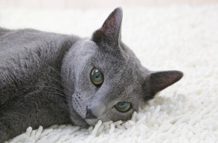 러시안블루 성격, 까탈스러운 고양이? : 네이버 포스트