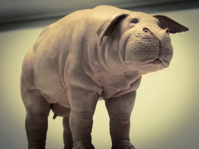 свинопотам