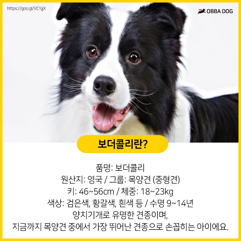 애견상식] 강아지 정복하기 - 보더콜리편 : 네이버 포스트