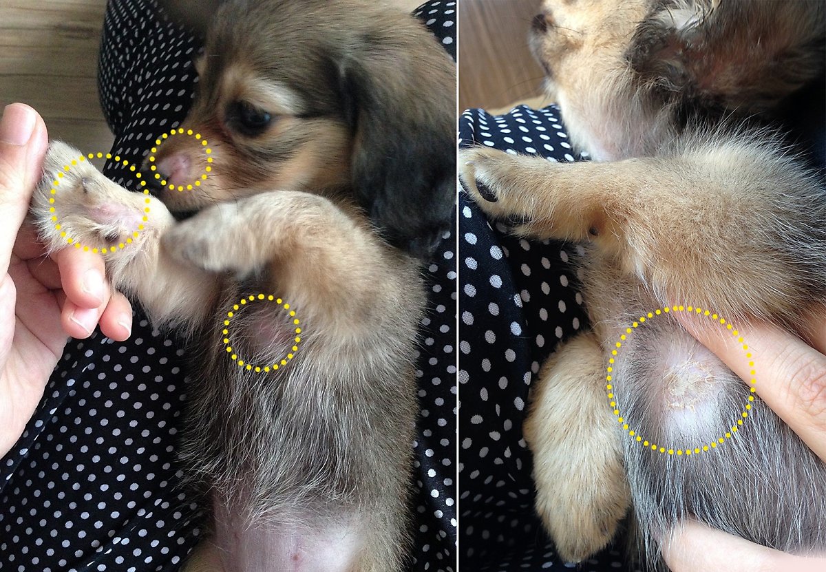 강아지 피부병, 아이와 함께 있어도 괜찮을까? : 네이버 포스트
