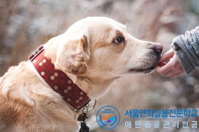 동물사육사 하는 일, 동물훈련사 되는 법, 취업, 연봉 : 네이버 포스트 동물사육사 하는 일, 동물훈련사 되는 법, 취업, 연봉 : 네이버 포스트
