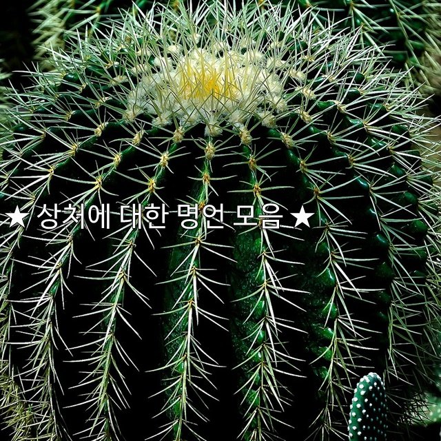상처에 대한 명언 모음 네이버 포스트