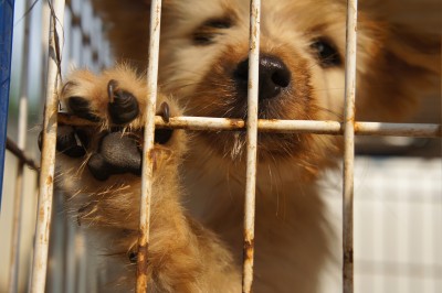 2019년부터
캘리포니아에선
반려동물을 살 수 없다 : 네이버 포스트