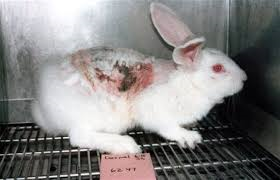 Is animal testing necessary? : 네이버 포스트