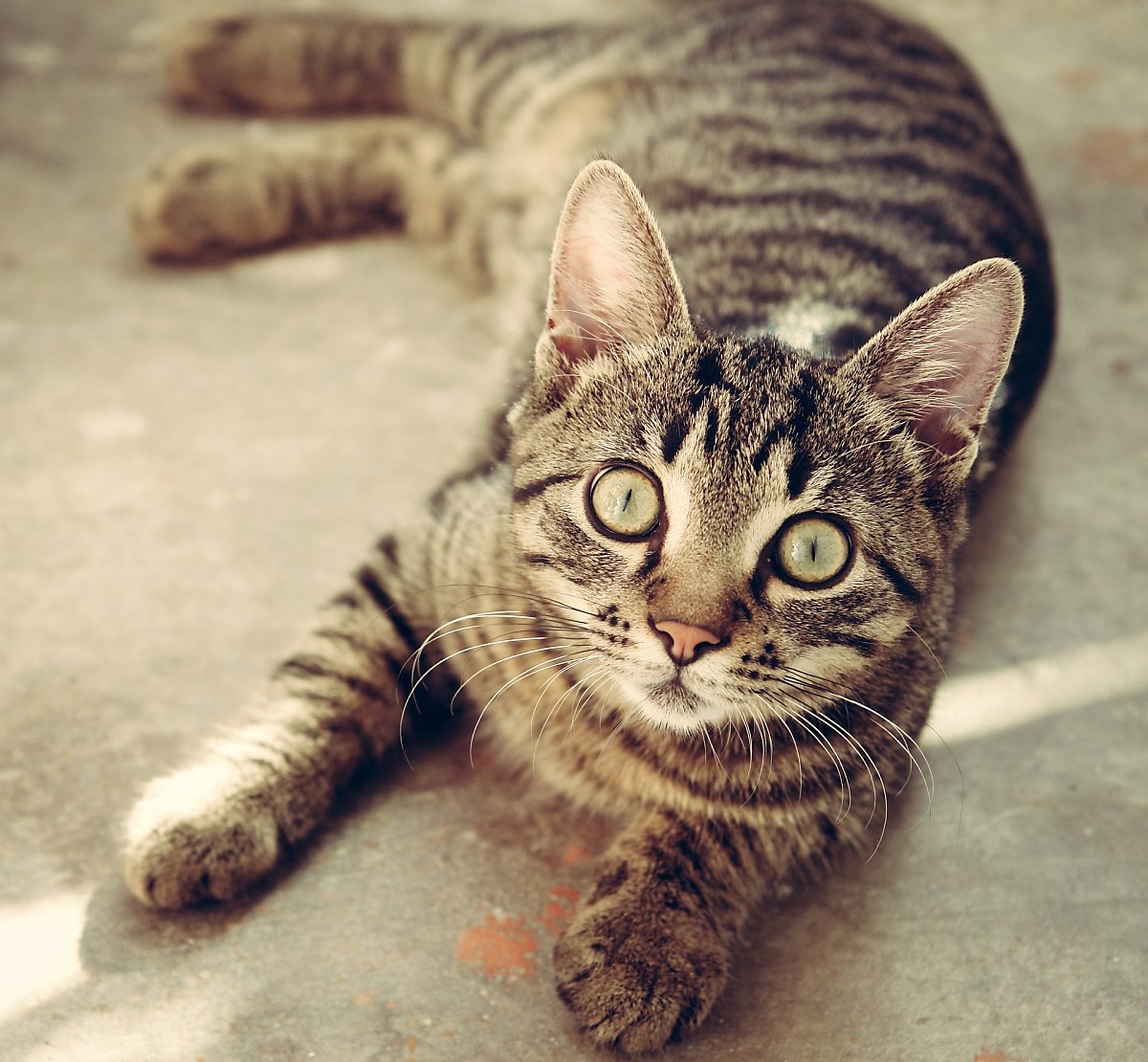 고양이 수염, 어디까지 알고 있니? : 네이버 포스트
