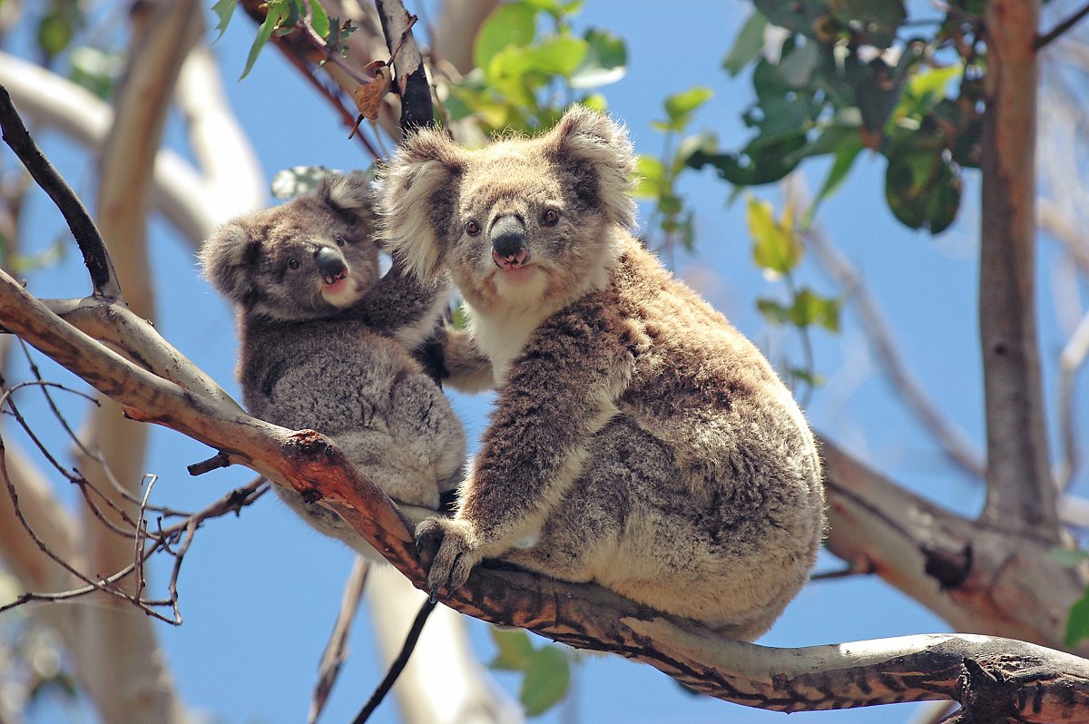 호주 여행 가볼 만한 곳 : 멜버른 동물원 할인 꿀팁 : 네이버 포스트