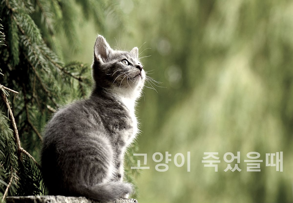 고양이 죽었을때 현명한 사후조치 이별방법 : 네이버 포스트