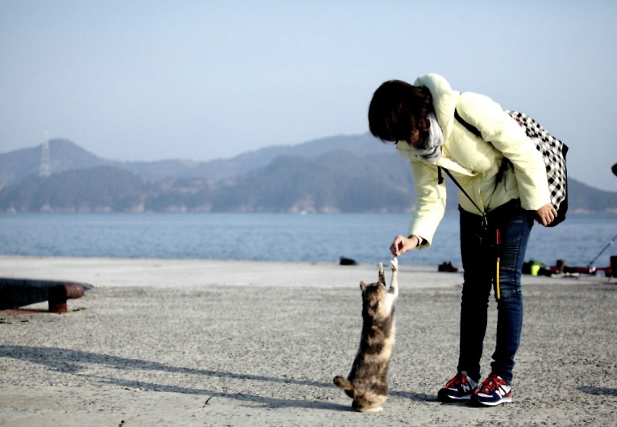 고양이장례 고양이 죽을때 올바른 방법 : 네이버 포스트