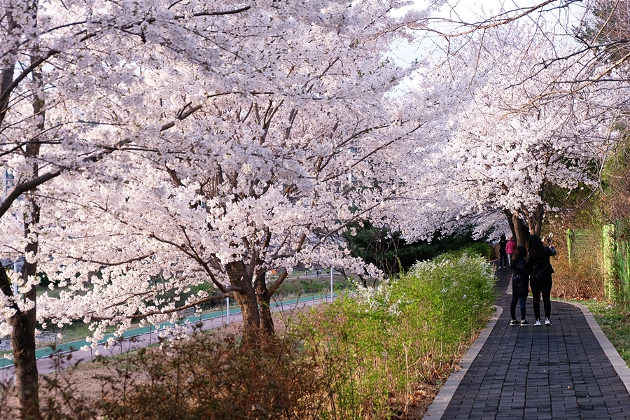 의정부 벚꽃 축제 중랑천 벚꽃명소 활짝폈어요