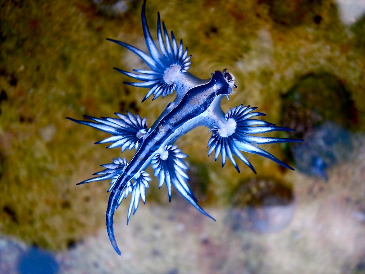 Голубой дракон моллюск фото