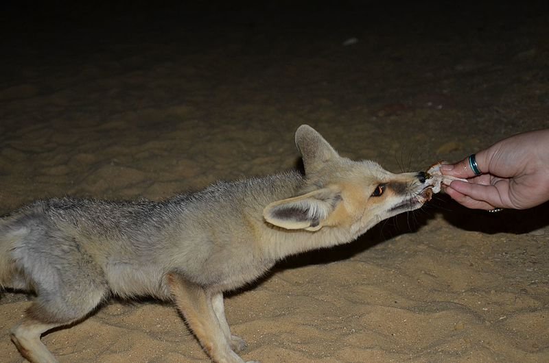 큰 귀에 귀여운 외모를 가진 사막여우 : 네이버 포스트