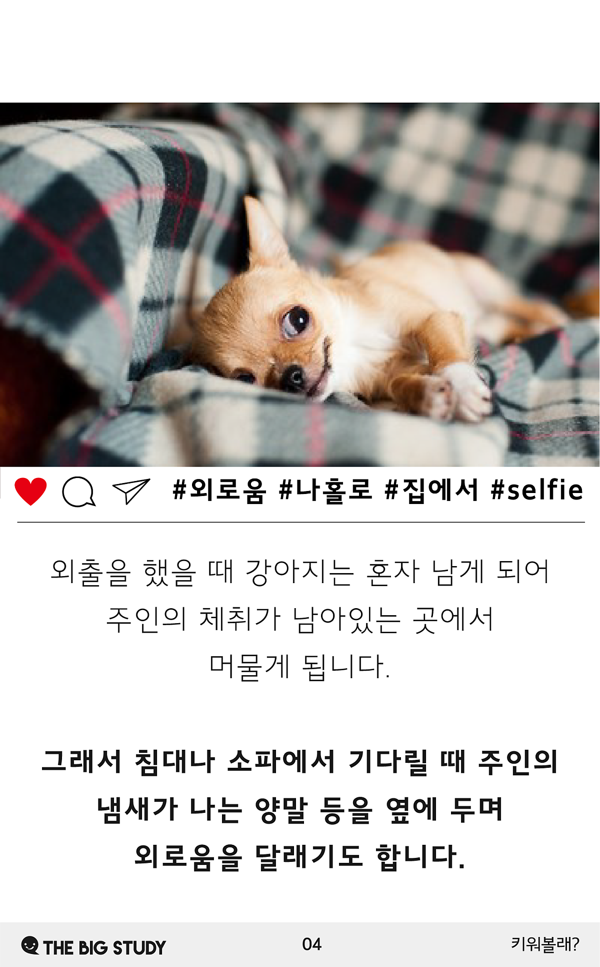 강아지가 양말을 좋아하는 이유 : 네이버 포스트