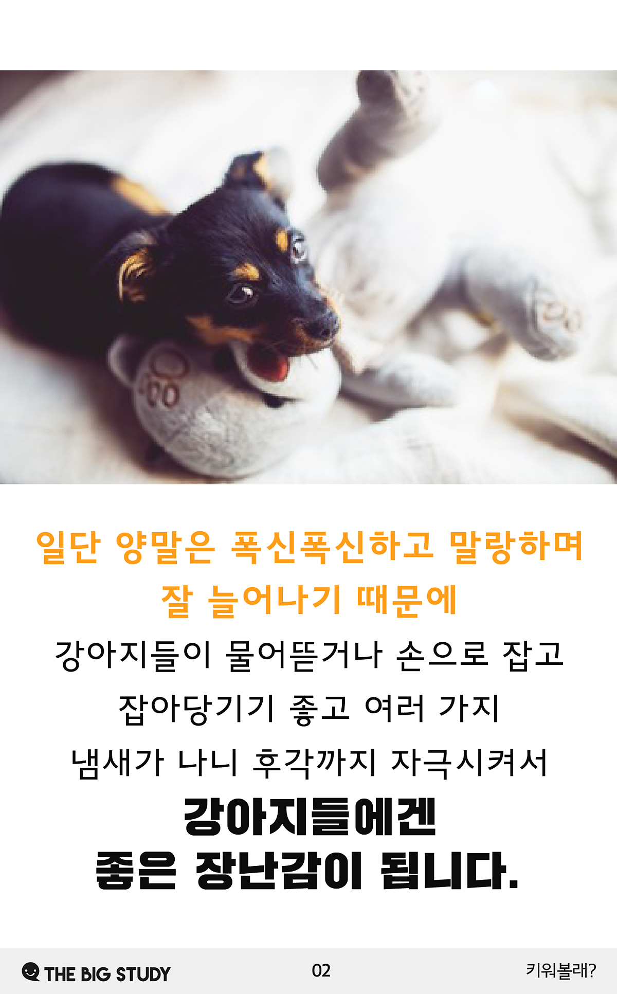 강아지가 양말을 좋아하는 이유 : 네이버 포스트