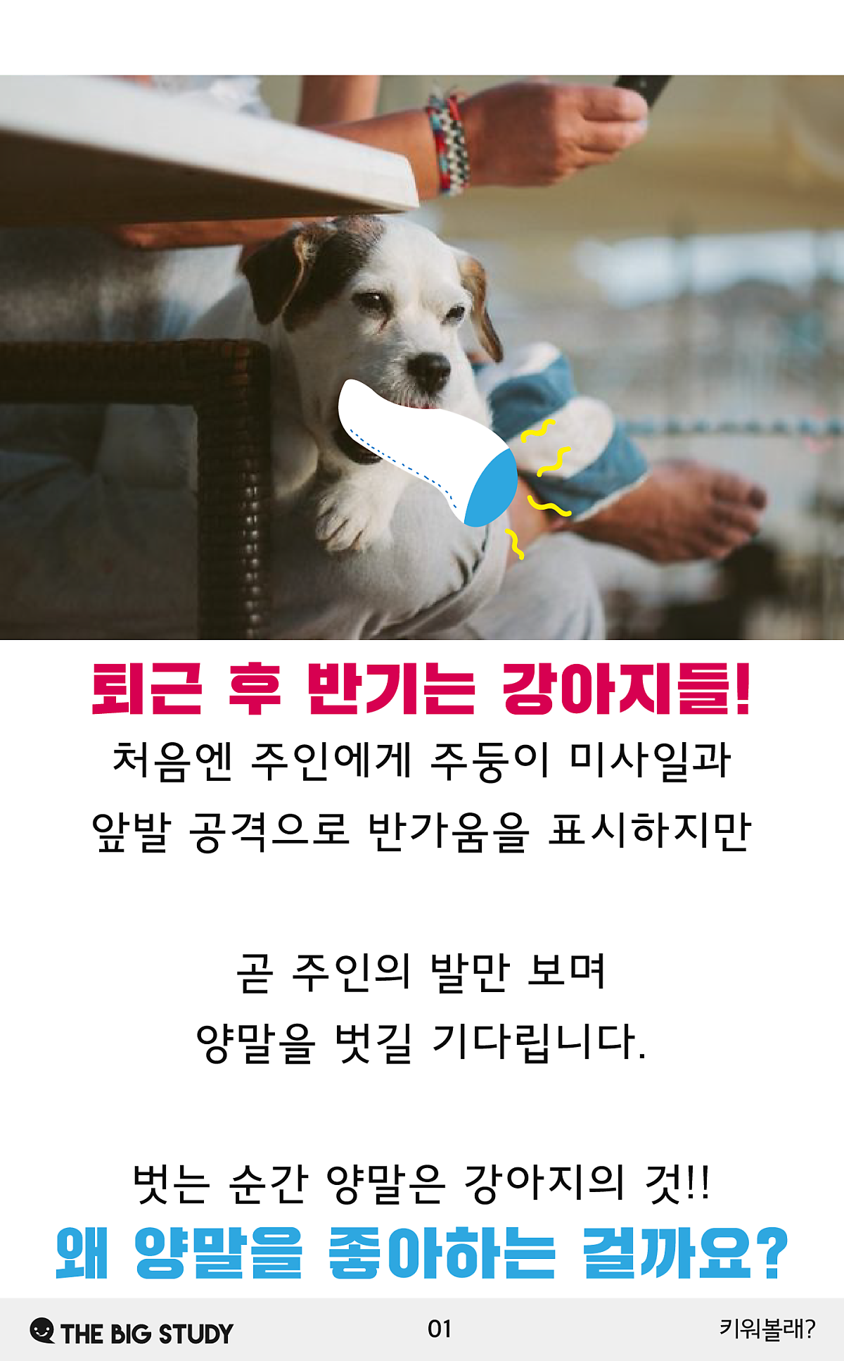 강아지가 양말을 좋아하는 이유 : 네이버 포스트