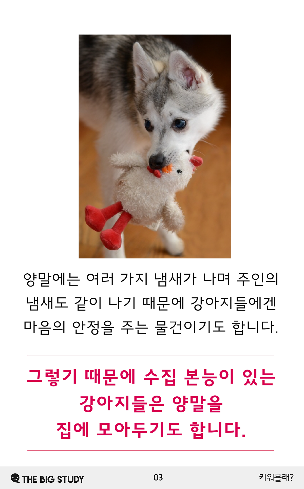 강아지가 양말을 좋아하는 이유 : 네이버 포스트