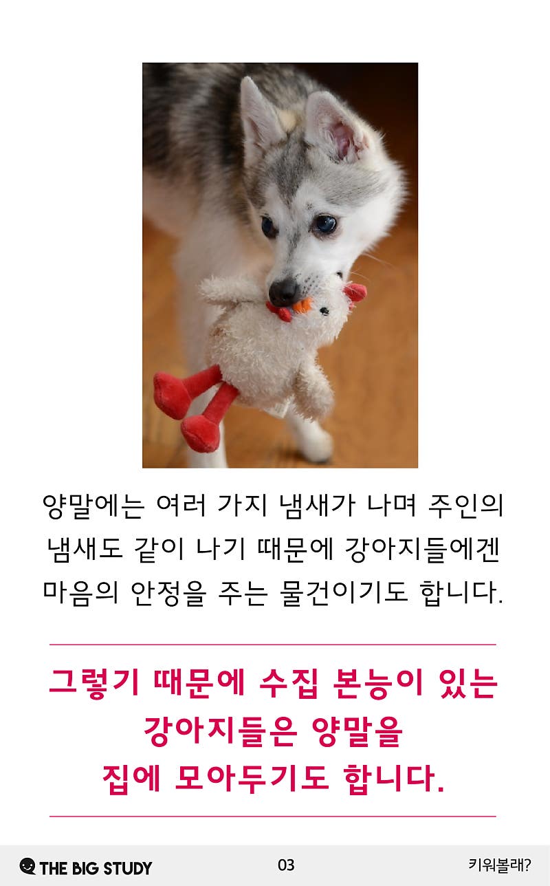 개는 왜 양말을 신고 우스꽝스럽게 걷는가
