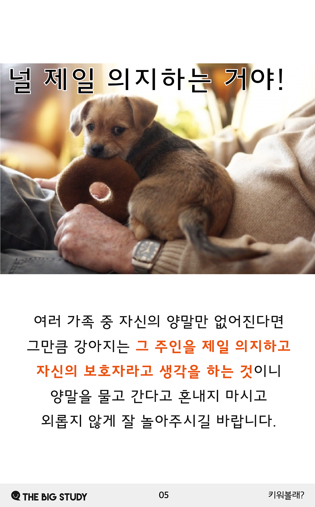 강아지가 양말을 좋아하는 이유 : 네이버 포스트