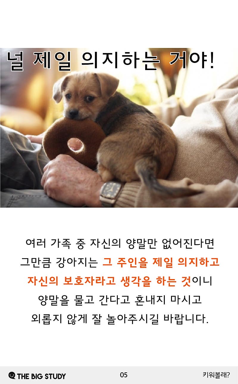 개는 왜 양말을 신고 우스꽝스럽게 걷는가