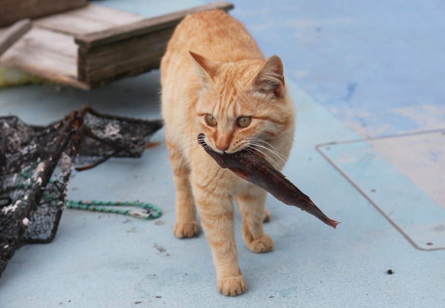 생선 줄게, 만선 다오~' 인심 넘치는 일본 고양이 섬 : 네이버 포스트