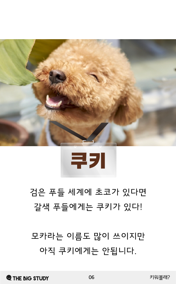 사람은 철수 영희~ 강아지 이름은 ? : 네이버 포스트