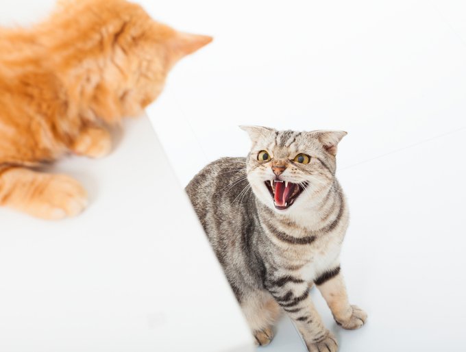 고양이 공격성 의미 파악 -출처 : 네이버 지식백과(서울특별시수의사회)