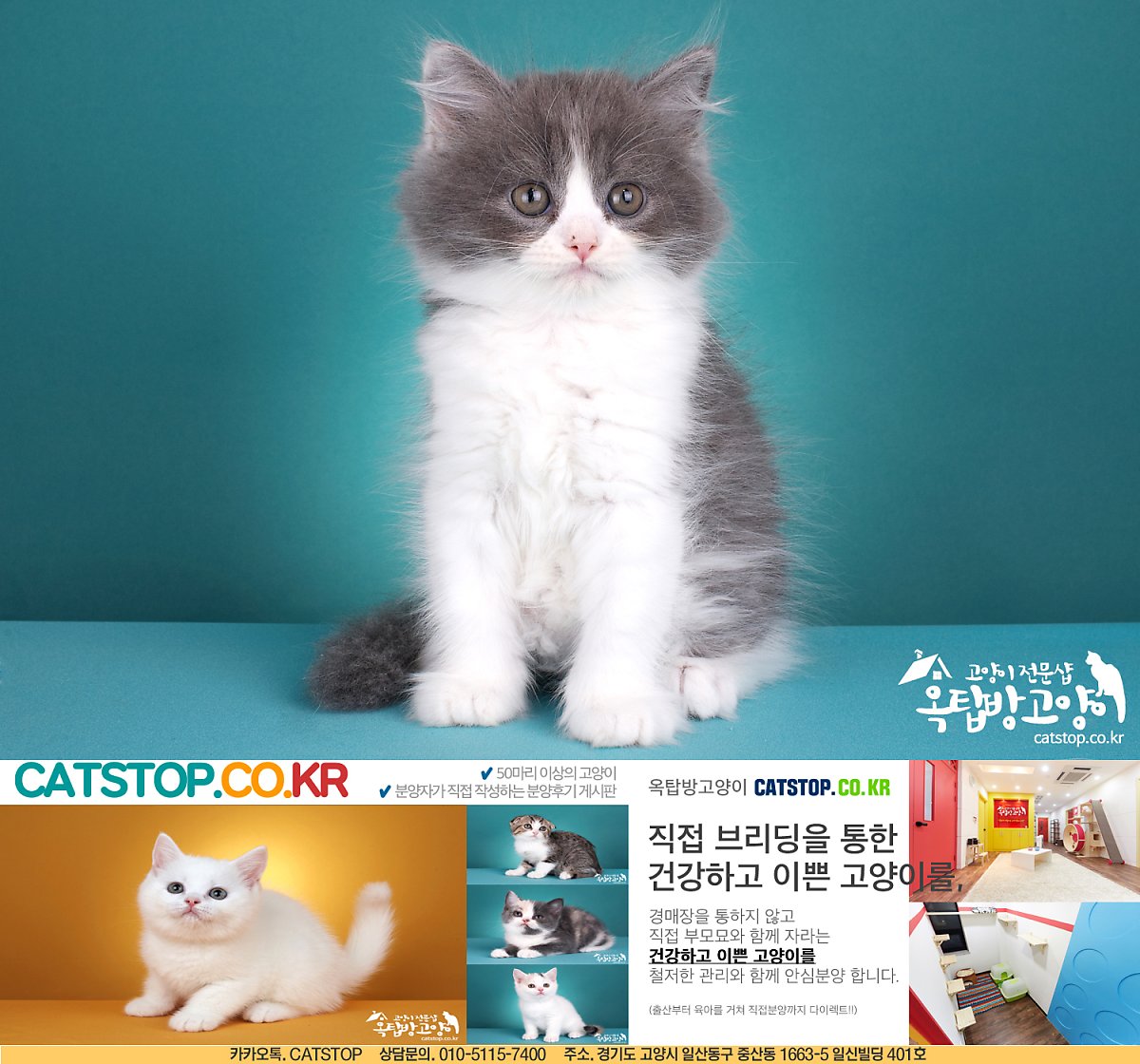 일산고양이분양,파주고양이분양, 직접 확인해 보시면 안심할 수 있어요 :) : 네이버 포스트