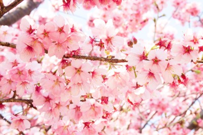 2018 일본 벚꽃 개화시기 & 지역별 벚꽃축제 총정리!  : 네이버 포스트
