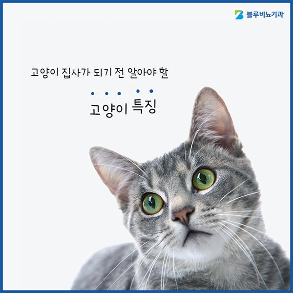 고양이특징 집사가 되려면 알아두세요! : 네이버 포스트