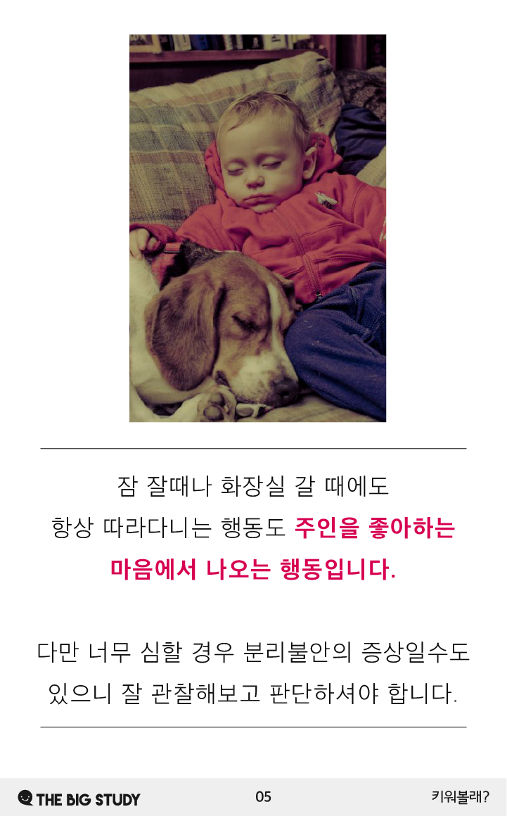 강아지가 주인을 좋아할 때 하는 행동 : 네이버 포스트