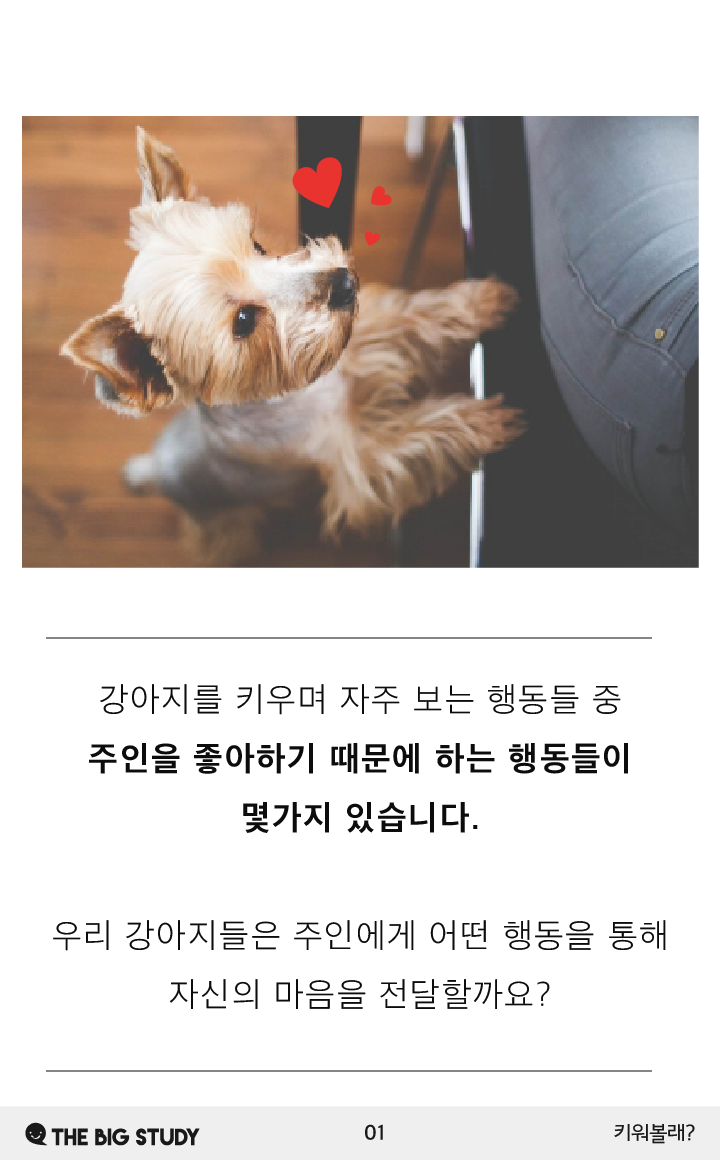 강아지가 주인을 좋아할 때 하는 행동 : 네이버 포스트