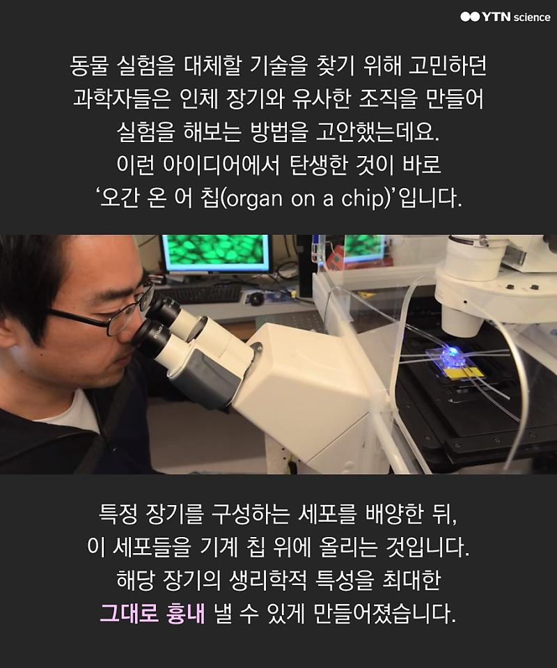 동물실험을 대체할 '장기 칩' 기술 : 네이버 포스트