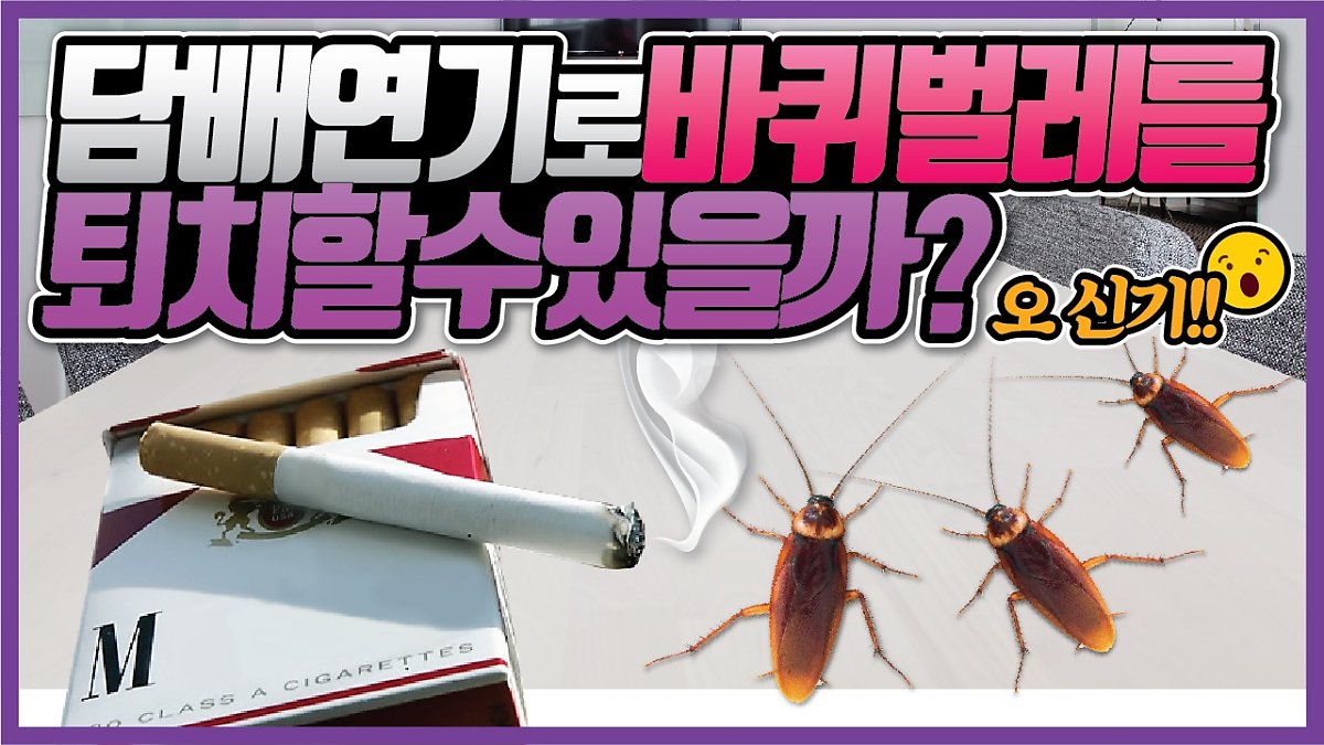 바퀴벌레퇴치법 바퀴벌레종류부터 알자 : 네이버 포스트
