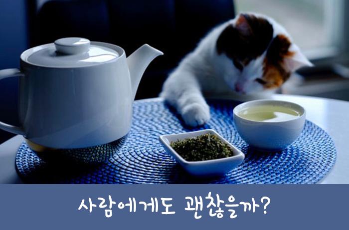 마약 같은 고양이 캣닢 부작용은 없을까? : 네이버 포스트