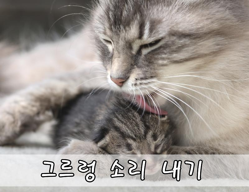 고양이 애정표현 짤과 함께 확인해보세요 : 네이버 포스트