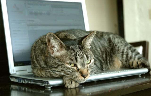 고양이가 노트북위를 좋아하는 이유 짤과 함께확인하세요! : 네이버 포스트
