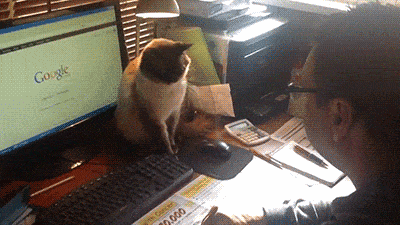 고양이가 노트북위를 좋아하는 이유 짤과 함께확인하세요! : 네이버 포스트