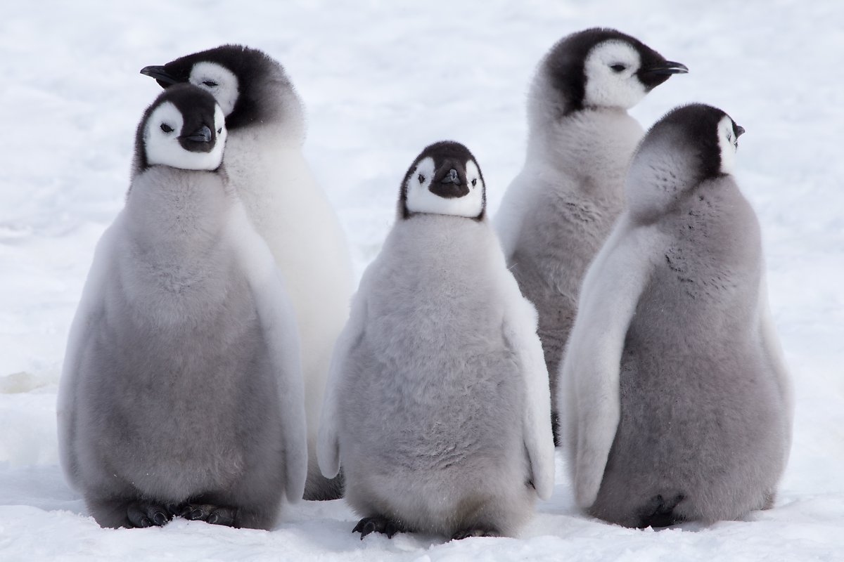 남극의 아델리펭귄 : 네이버 포스트