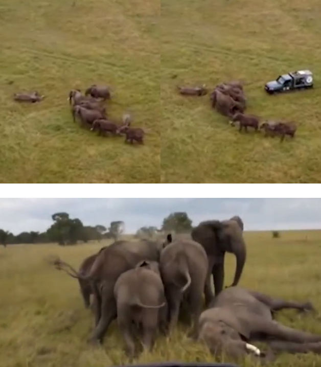 마취총에 쓰러진 코끼리를 코로 받쳐준 코끼리가족