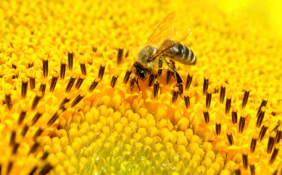 다이어트에 도움을 주는 벌 화분, 비폴렌(Bee Pollen)이란? 효능/먹는 법/부작용 : 네이버 포스트