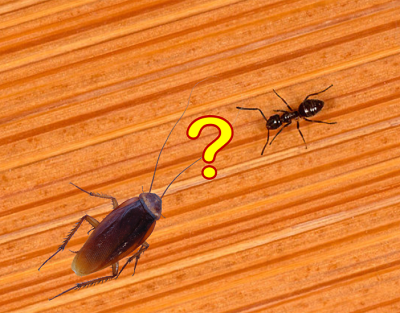 집에 개미가 살면 왜 바퀴벌레를 보기 힘들까? : 네이버 포스트