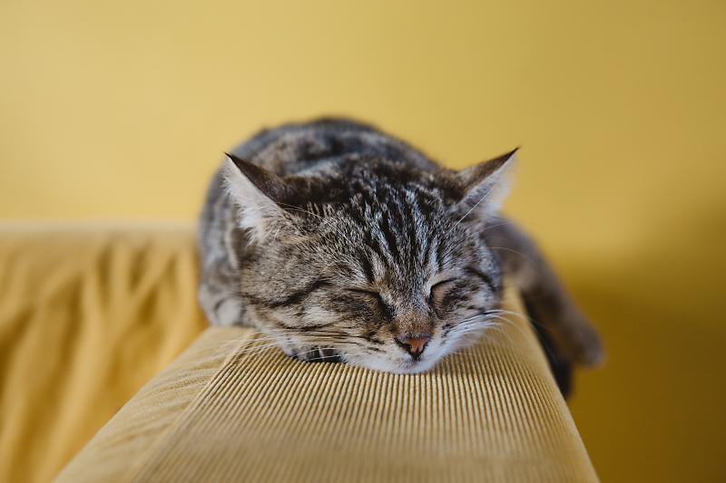 고양이가 자는 장소를 바꾸는 이유는? : 네이버 포스트