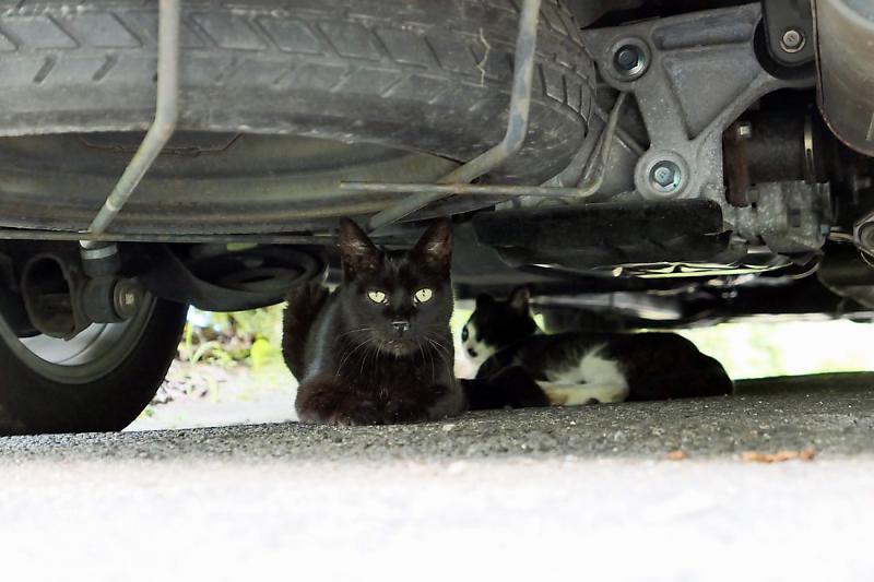 고양이가 엔진룸에 들어가는 이유? : 네이버 포스트