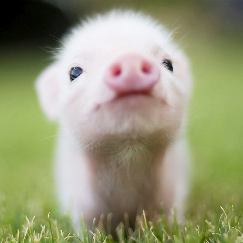 너무 귀여운 애완돼지 짤과 알아보는 돼지 탐구생활 : 네이버 포스트