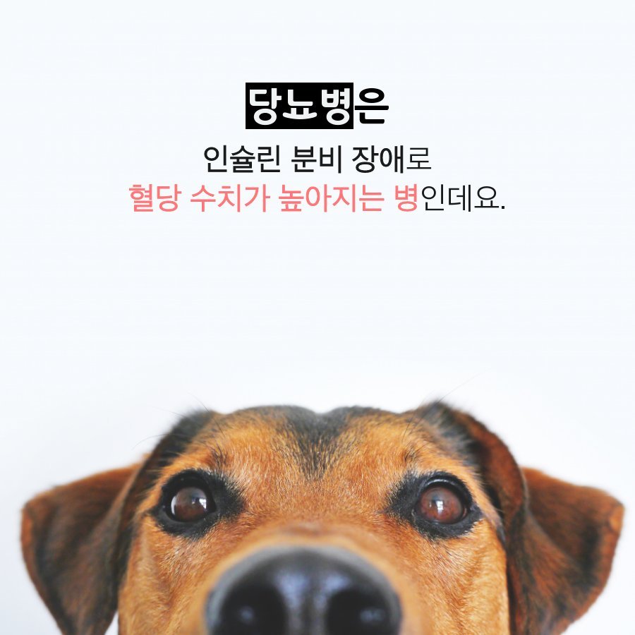 강아지 당뇨병 증상 및 관리 방법 : 네이버 포스트