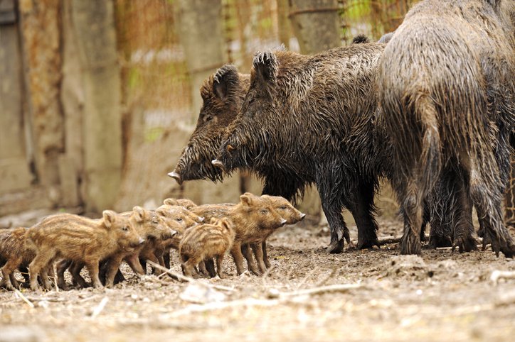 가족 버린 비정한 동물? 수컷 멧돼지가 무리를 떠나야만 하는 '이유' : 네이버 포스트